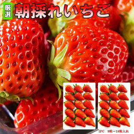 いちご 紅ほっぺ きらぴ香 450g / 900g (450g×2パック) 贈答用 ホール イチゴ 苺 産地直送 送料無料 静岡県産 伊豆の国 フルーツ 果物 バレンタイン 2025 ギフト 誕生日 贈り物 プレゼント 食べ物
