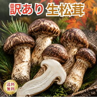 訳あり 松茸 中国産 Mサイズ 約1キロ 大容量 まつたけ マツタケ 業務用 松茸ご飯 土瓶蒸し 秋の味覚