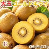 【大玉】 ゴールドキウイ キウイフルーツ 甘い ジューシー 高糖度 お取り寄せ フルーツ ギフト ご褒美