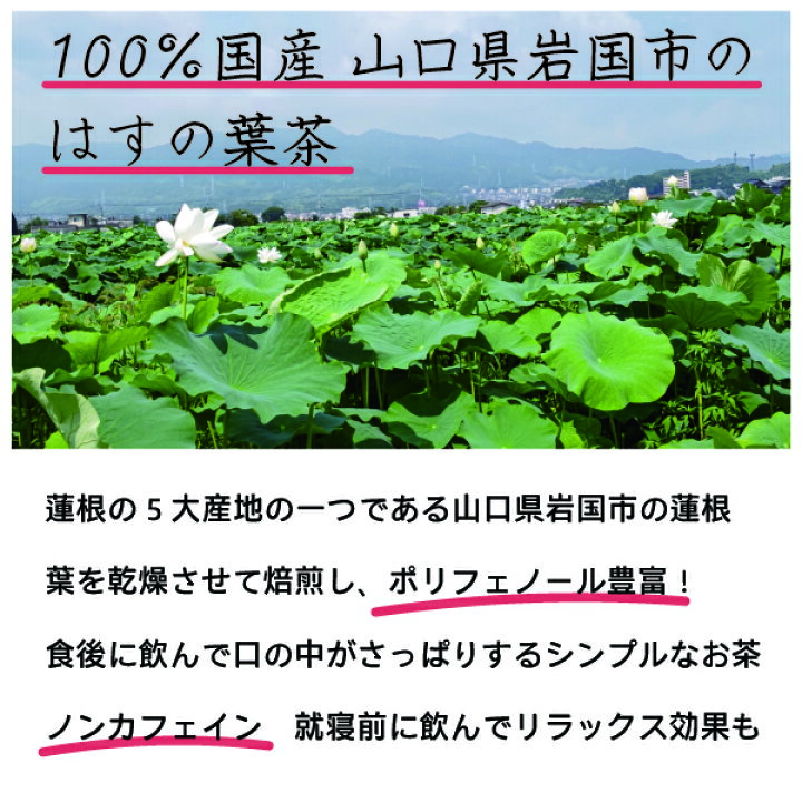 楽天市場 メール便対応 国産 山口県岩国市 岩国蓮根 はすの葉茶 １g 11袋入 ティーバッグ ハスの葉茶 蓮の葉茶 蓮葉茶 健康茶 蓮茶 蓮根麺 調味料業務用食材 池本食品