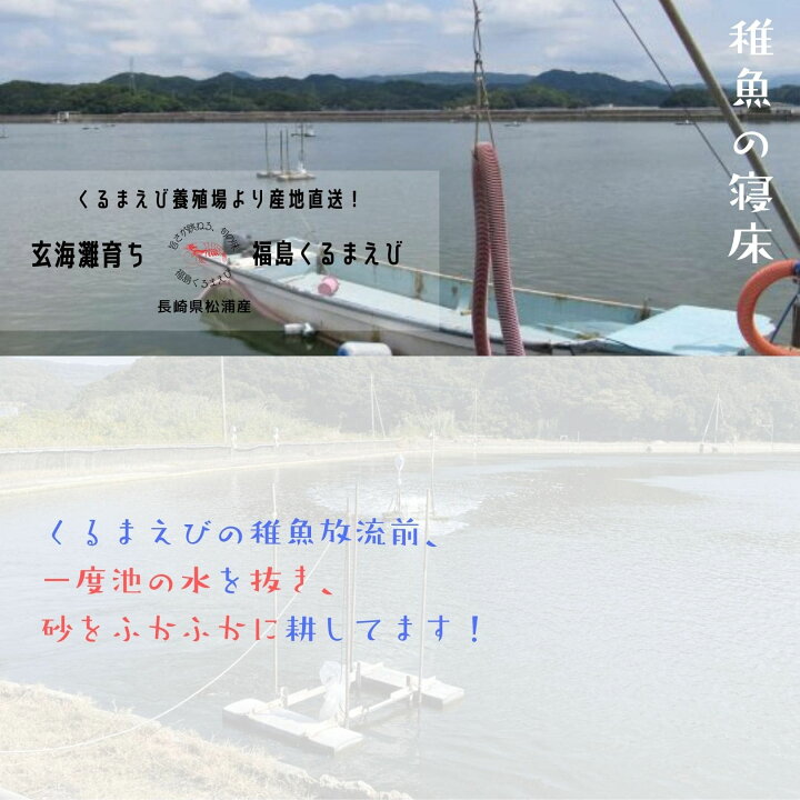 楽天市場 2月15日迄 送料無料キャンペーン 福島活きくるまえび 生食 冷凍食品 500g詰 長崎県 松浦市福島町産 養殖場直送 生き 活き車海老 獲れたて新鮮 おすすめ人気通販 産直 高級ギフト 送料無料 長崎ブランド魚 池野酒店 楽天市場 2月15日迄 送料無料キャンペーン 福島活きくるまえび 生食 冷凍食品 500g詰 長崎県 松浦市福島町産 養殖場直送 生き 活き車海老 獲れたて新鮮 おすすめ人気通販 産直 高級ギフト 送料無料 長崎ブランド魚 池野酒店