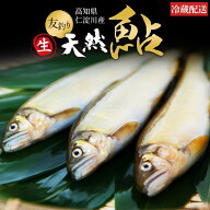 冷凍していない生鮎 鮎 天然鮎 仁淀川 友釣り 高知県産 旬 産地直送 ギフト 贈答 お中元 誕生日 プレゼン…