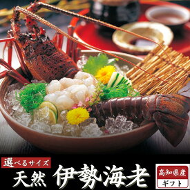 高知県産 天然 伊勢海老 選べるサイズ 活冷凍 イセエビ 刺身用 高級食材 訳あり 海鮮 BBQ おせち お取り寄せグルメ 送料無料 プレゼント ギフト 誕生日 海鮮ギフト 海産物 送料無料