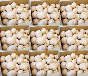 8蔭IIy\̔zyʌzypBẑႪIiyjyn鏒10KGʓXł͔̔ĂȂII