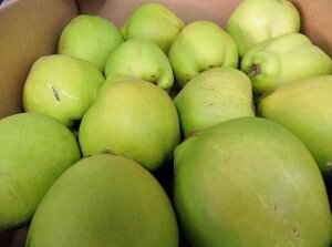 10{1{܂Ŕ\Iy\̔zyzyʌzVbvE𓙂ɁIY@VRi{E}EݏꍇLj1000gG