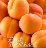 予約販売！数に限りがあります！6月中旬ごろより発送！【生食用】長野産あんず（山形3号）約2k(多少の擦…