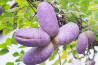 10月ごろより発送！【予約販売】【特別価格】　朝採り　新鮮！　長野産　あけび　約900g（天然ものですの…