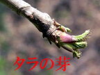 4月下旬より発送予定！志賀高原山麓で採れたたものを発送します！予約販売！限りがあります！長野産　天然タラの芽（山菜）　約900g