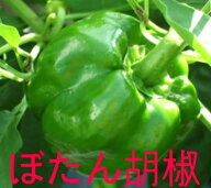 8月初旬より10月まで発送！夏バテの体に！食欲が増します！ビールのつまみ！みそ味の炒め物に！ぼたん胡…