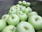 送料無料！7月末ごろから発送！1年のうちの最初の収穫リンゴ！長野産　極早生青りんご 　祝（いわい）本物の（青りんご）約2k（酸味が特徴）