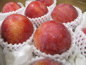 �N�[���ցI8����{���8�����{�����I���Ɍ��肪����܂��I�y���������z�y���I�����p�z�ɏシ�����@�M�z�I����Y�y�M�z�z1.5kg�@�ʕ�������i��B�E�k�C���E���ꔭ���s�j