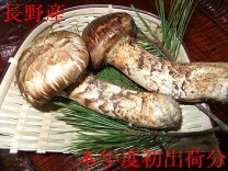 楽天市場】松茸 北海道（野菜・きのこ｜食品）の通販