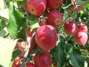 10蔭\I\̔I󏭁IĂ胊S̖܂ISȂǂɁIY@AvX@1000gi10蔭\j