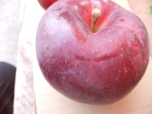 11蔭\IƂɂÂłIy\̔zyʌzY@S@6