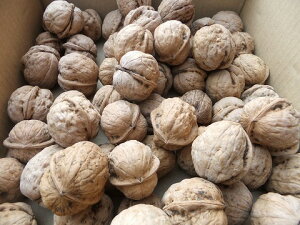 I2025NY@\̔I11蔭IN~̐Yʓ{@Y@VR@َqN~i݁j@2k