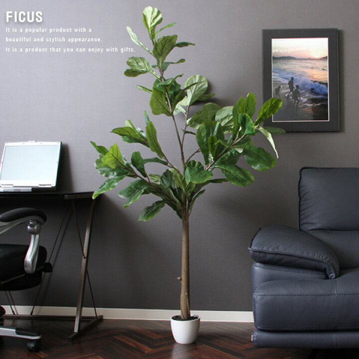 楽天市場 人工観葉植物 H155 Ficus フィカス カシワバゴム インテリア 大型 造花 フェイクグリーン ゴムの木 観葉植物 インテリアグリーン グリーン ギフト 目隠し 仕切り 開店祝い 新築祝い プレゼント 幅50 ポット おしゃれ 送料無料 Ikikagu イキカグ