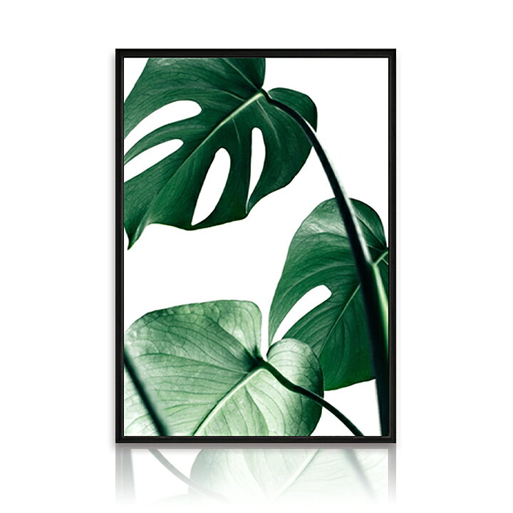 楽天市場 フォトパネル Monstera 1 モンステラ モダン 観葉植物 プラント 緑 玄関 フォトグラフィー 写真 パネル フォトポスター アートパネル アートフレーム おしゃれ デザイン インテリア リビング 壁掛け 寝室 ギフト 新築祝い 新生活 送料無料 Ssx Ikikagu