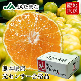 【産地JA直送】熊本県産 極早生みかん 5kg 糖度11度以上 「肥のさきがけ」プレミアムみかん 厳選みかん 玉名 天水みかん 蜜柑 贈答 小玉 秀品 赤秀 JAたまな 農協