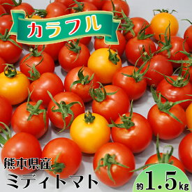 熊本県産 ミディトマト 中玉トマト シンディ スイート 1.5kg くまモン 箱入り 50個以上 九州 熊本 玉名 JAたまな 父の日 ギフト 【送料無料】 クール便発送