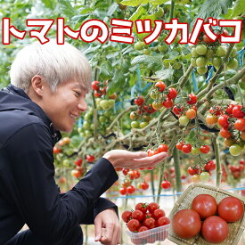 【JA直送】トマト の ミツカバコ ランニング系 インフルエンサー 三津家貴也 氏と JAたまな のコラボ商品 産地直送 九州産 熊本 玉名 ミニトマト 大玉トマト 丸トマト くまモン トマト JA 農協