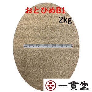ƂЂB|12kg ۍg _J _J̉a  ̉a Mы Mы̉a