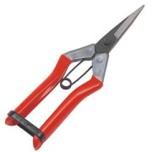 yGg[P10{zL{V  ڂ S[fX^[ Golden Star ͂ nT~  K[fjO _ | p pi _Ɨpi |pi  ƒ؉ GS #2286 啟 