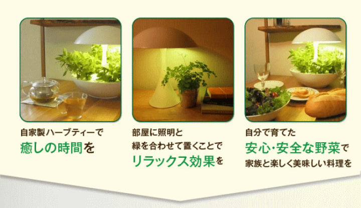 楽天市場】アカリーナ akarina01 Terrara 灯菜 LED水耕栽培器