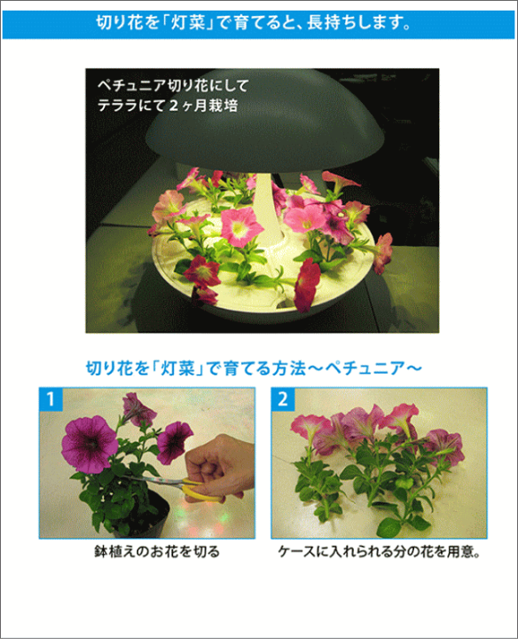 楽天市場】アカリーナ akarina01 Terrara 灯菜 LED水耕栽培器