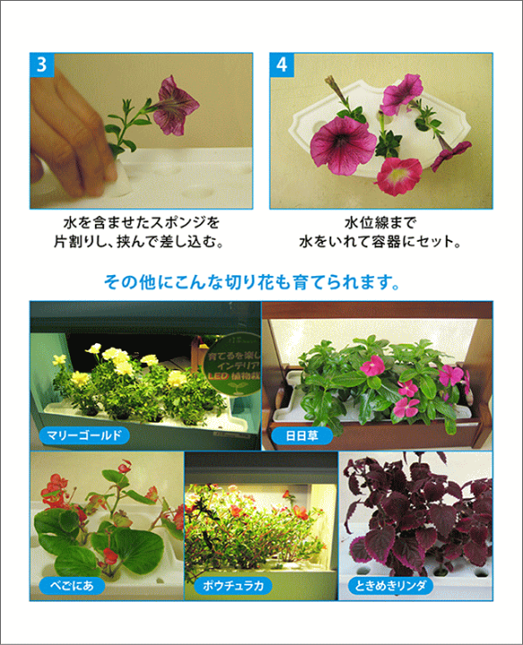 楽天市場】アカリーナ akarina01 Terrara 灯菜 LED水耕栽培器 野菜栽培