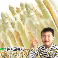 【予約販売】4Lサイズ 幻の超極太 ホワイトアスパラガス ホワイト アスパラ ギフト 北海道産 お返し