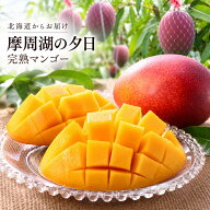 北海道産 完熟マンゴー 摩周湖の夕日 2L～4L 1玉・2玉 選べる 北海道 弟子屈町 国産マンゴー 産地直送 フ…