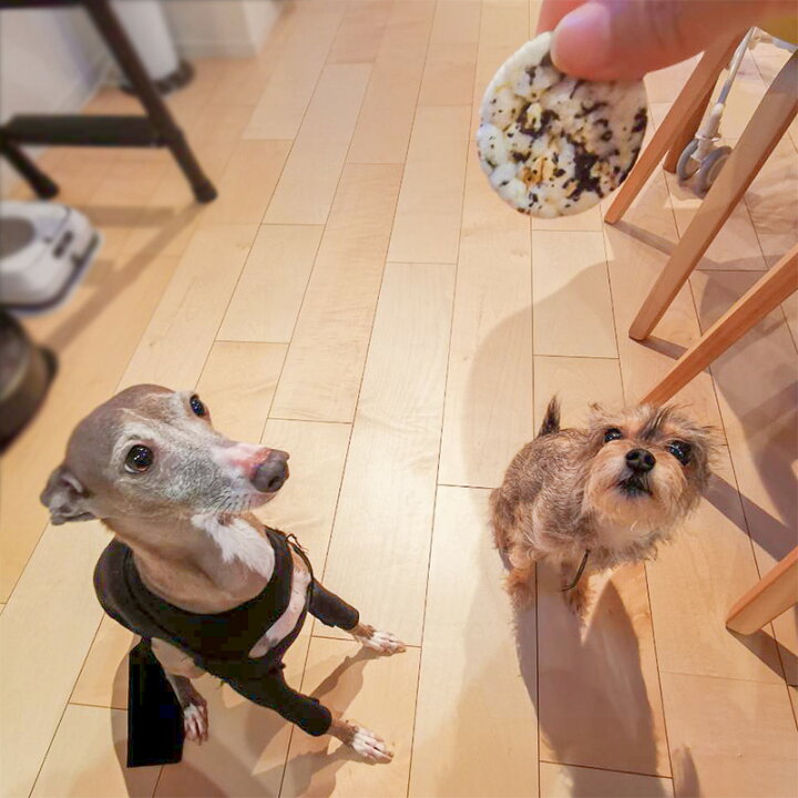 楽天市場 犬 おやつ 国産 無添加 ぽんぽんせんべい ひじき 犬用 オヤツ しらす 穀物 海藻 チップ クッキー ドッグフード ドックフード 犬用おやつ 犬用 自然派おやつ イリオスマイル 犬用自然派おやつ専門店iliosmile