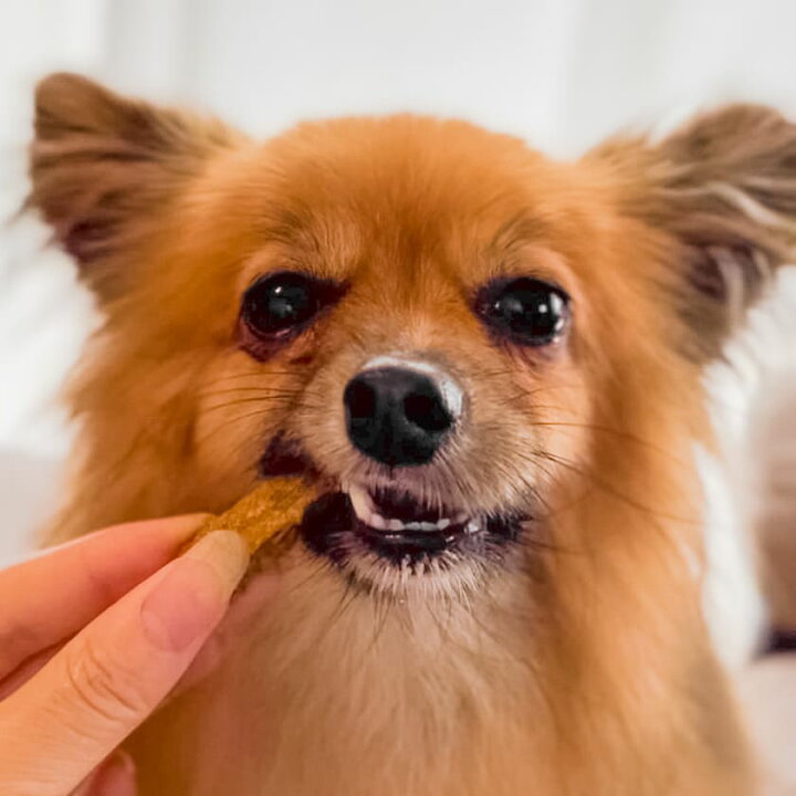楽天市場 国産 無添加 兵庫産 スズキスティック 50g 犬 犬用 おやつ 魚 すずき 鱸 アレルギー トッピング ドッグフード イリオスマイル 犬用自然派おやつ専門店iliosmile