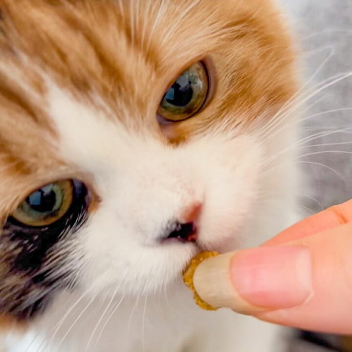 楽天市場 国産 無添加 兵庫産 スズキスティック 150g 犬 犬用 おやつ 魚 すずき 鱸 アレルギー トッピング ドッグフード イリオスマイル 犬用自然派おやつ専門店iliosmile
