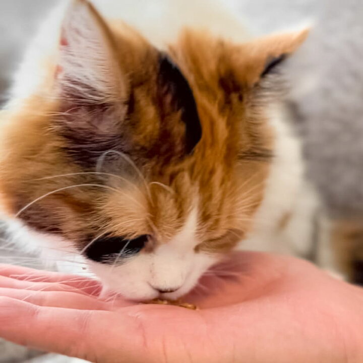 楽天市場 国産 無添加 兵庫産 スズキスティック 50g 犬 犬用 おやつ 魚 すずき 鱸 アレルギー トッピング ドッグフード イリオスマイル 犬用自然派おやつ専門店iliosmile
