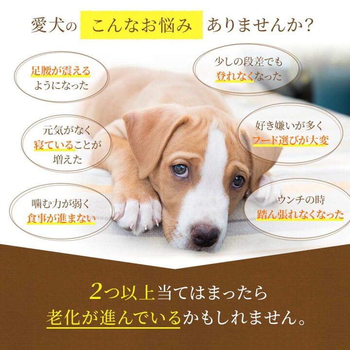 楽天市場 ドッグスタンス 鹿肉ドッグフード 鹿肉 麹熟成 800g 3袋セット 小粒 国産 無添加 犬用 ドライフード シニア犬 高齢犬 成犬 パピー 全年齢対応 Dogstance ドックフード イマココ ストア