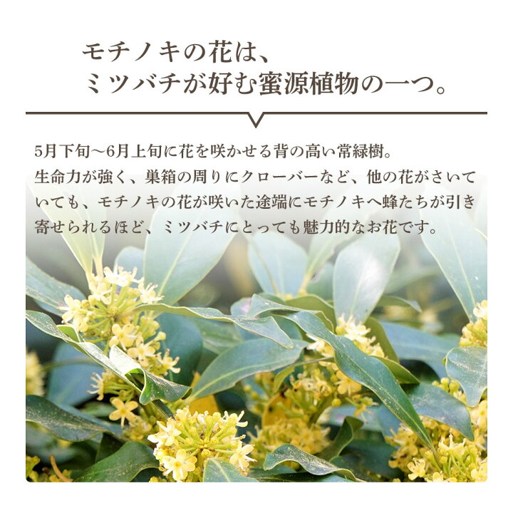 楽天市場 Uu 天然はちみつ モチノキ 蜂蜜 濃厚 天然はちみつ 国産 非加熱 純粋ハチミツ 日本製 ユーユー イマココ ストア