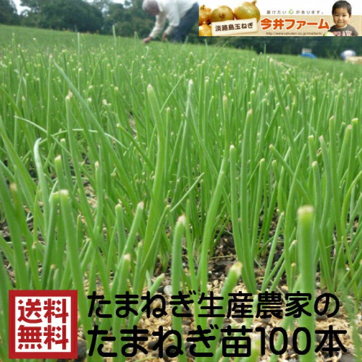 楽天市場】【予約商品】淡路島産たまねぎ苗中生品種タ−ザン ＃玉ねぎ 