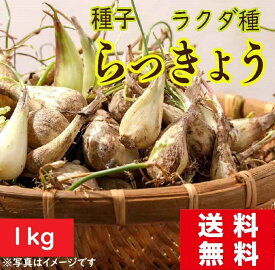 【種子】らっきょう球根　1kg ラクダ種 送料無料 ラッキョウ栽培 激価格 乾燥物 らっきょうの効能 らっきょうの植え付け時期 今です！本日は寒露です。秋が深まり収穫が盛んになりますね！