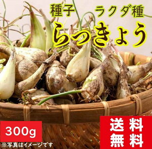 yqz傤 300g N_  bLE͔| i@ 傤̌\ 傤̐At łI{͊IłBH[܂nɂȂ܂