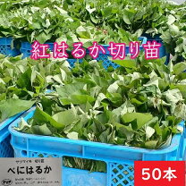 楽天市場】紅 はるか 苗 ウイルス フリーの通販