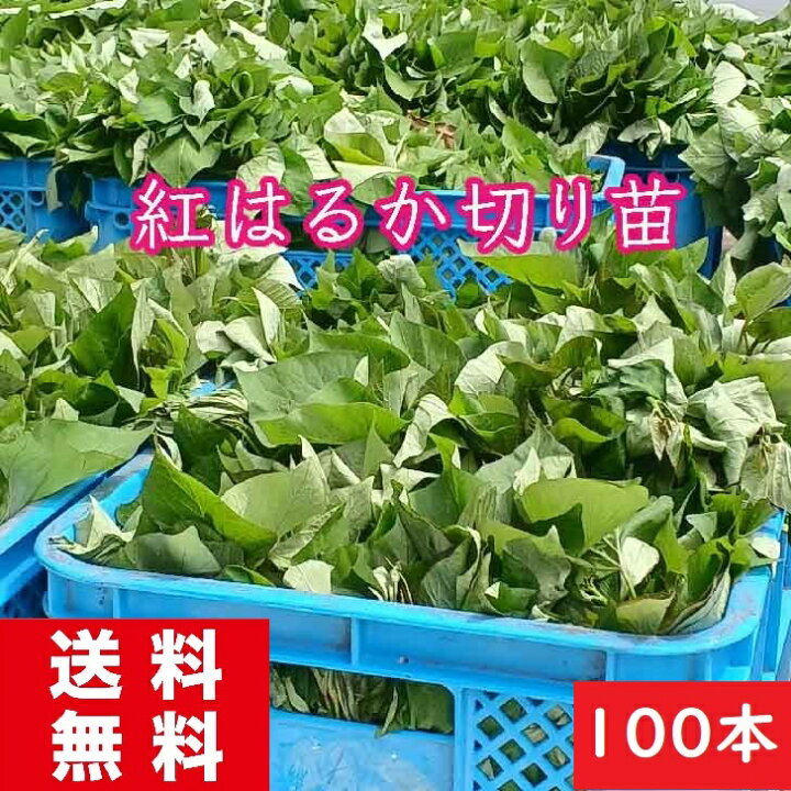 ひろっぴー様100本4月末発送分茨城県産紅はるかさつまいも苗ウイルス  