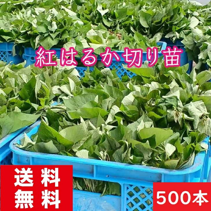 楽天市場】さつまいも苗 紅はるか苗 500本 消毒済み 送料無料 お買い得 