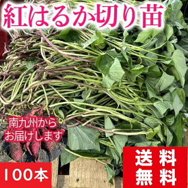 さつまいも苗 販売【紅はるか】切り苗100本 送料無料 切り苗 芋づる 通販 PVP 発送予定日6月2日(火) 消毒済み