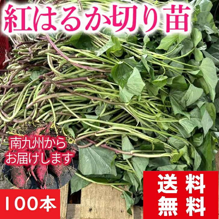 楽天市場】さつまいも苗 販売【紅はるか】100本 送料無料 切り苗 