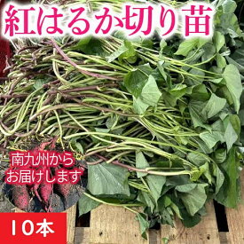 さつまいも苗 販売【紅はるか】10本 PVP 発送予定日 6月2日(火) お買い得商品 さつまいものつる 通販 PVP いもづる 消毒済み