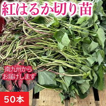 楽天市場】紅はるか苗 茨城県産の通販