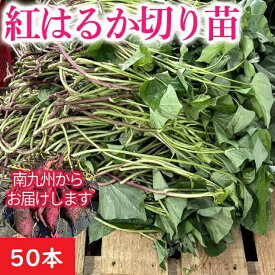 さつまいも苗 販売【紅はるか】切り苗50本 消毒済み 切り苗 芋づ る 通販 PVP消毒済み 発送予定日6月2日(火)