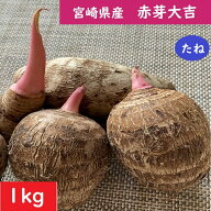 赤芽大吉 【種芋】1kg セレベス 栽培 宮崎県産 赤芽芋 さといものたね おいしい里芋 人気のサトイモ 家庭…