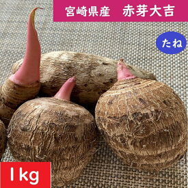赤芽大吉 【種芋】1kg セレベス 栽培 宮崎県産 赤芽芋 さといものたね おいしい里芋 人気のサトイモ 家庭菜園 赤い芽のさといも 生産地直送 さといもの種子通販 免疫力を高める ぬめり成分ムチン